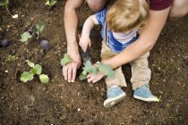 Father with his little son in the garden planting seedlings — Stock Photo