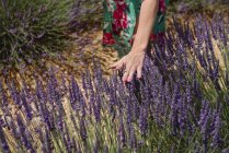 France, Provence, woman touching lavender bloosoms in field in the summer — Stock Photo
