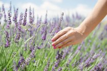 France, Provence, woman touching lavender bloosoms in field in the summer — Stock Photo