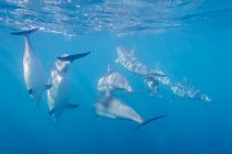 Mauritius, Indian Ocean, bottlenose dolphins, Tursiops truncatus — Stock Photo