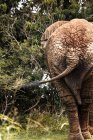 Уганда, Африканський слон, вид ззаду — стокове фото