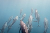 Маврикій, Індійський океан, Афаліна звичайна дельфінів, Турцинам — стокове фото