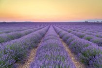 France, Alpes-de-Haute-Provence, Valensole, lavender field at twilight — Stock Photo