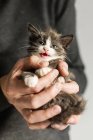 Mano dell'uomo tenendo miaowing gattino — Foto stock
