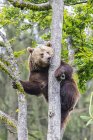 Alemania, Parque Nacional Bosque de Baviera, animal Sitio al aire libre Neuschoenau, oso pardo, Ursus arctos, escalada - foto de stock