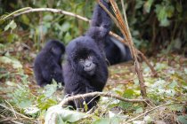 Africa, Democratic Republic of Congo, Young mountain gorillas playing in jungle — Stock Photo
