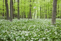 Германия, Северный Рейн-Вестафалия, Эйфель, дикий цветок чеснока в буковых лесах — стоковое фото