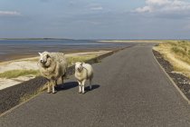 Germany, North Frisia, Sylt, Sheep on country road — Stock Photo