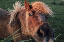 Francia, Seine-Maritime, retrato de caballo marrón - foto de stock