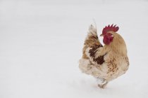 Close up of Cock on farm in winter — Stock Photo