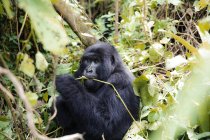 Африка, Демократична Республіка Конго, гірські горили в джунглях — стокове фото