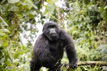 Африка, Демократична Республіка Конго, гірські горили в джунглях — стокове фото