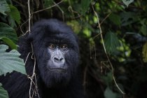 Africa, Democratic Republic of Congo, Mountain gorilla, silverback in jungle — Stock Photo