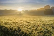 Alemania, Baviera, Suabia, Tussenhausen, Campo de granos y niebla matutina al amanecer, Augsburg Western Woods Nature Park - foto de stock