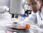Investigación biomédica, científica femenina que observa células madre desarrollándose en un frasco de cultivo durante un experimento en el laboratorio - foto de stock