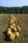 Austria, Stiria meridionale, campo di zucche — Foto stock