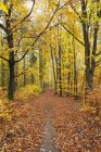 Германия, Райнланд-Пфальц, Пфальц Лесной природный парк осенью — стоковое фото