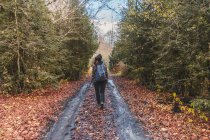 Испания, национальный парк Ордеса и Пердидо, вид сзади женщины с рюкзаком осенью — стоковое фото