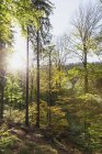 Германия, Рейнланд-Пфальц, Пфальц, Пфальц Лесной природный парк осенью, буковые деревья — стоковое фото