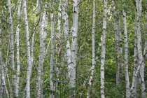 Germania, foresta di betulle di giorno — Foto stock