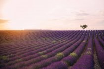 France, Alpes-de-Haute-Provence, Valensole, lavender field at sunset — Stock Photo
