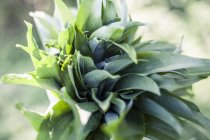 Крупным планом зеленый Дикий Ramson — стоковое фото