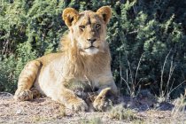 Ботсвана, Kgalagadi транскордонне парк, портрет молодого Лева — стокове фото