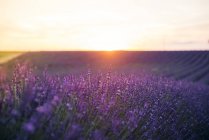 France, Alpes-de-Haute-Provence, Valensole, lavender blossom on field at sunset — Stock Photo