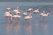 Namíbia, Walvis Bay, rebanho de flamingos americanos e um flamingo menor — Fotografia de Stock