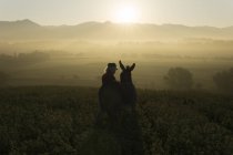 Italien, toskana, borgo san lorenzo, älterer mann steht mit esel im feld bei sonnenaufgang über der ländlichen landschaft — Stockfoto