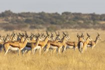 Botswana, kalahari, zentrales Kalahari-Wildreservat, gehört von Oryx gazella — Stockfoto