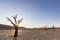 África, Namibia, Parque Nacional Namib-Naukluft, Deadvlei, acacias muertas en bandeja de barro - foto de stock