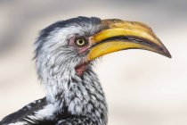 Botswana, Kalahari, zentrales Kalahari-Wildreservat, Gelbschnabelhornvogel, Tockus flavirostris — Stockfoto