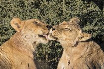 Ботсвана, Kgalagadi транскордонне парк, стрижка левиця — стокове фото