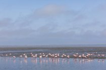 Namibia, Walvis Bay, flock of American flamingos and Lesser flamingos — Stock Photo
