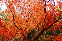 Red Maple tree leaves in autumn — Stock Photo