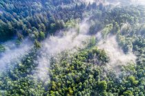 Alemanha, Baden-Wuerttemberg, Alb da Suábia, Vista aérea de Schurwald, nevoeiro matinal — Fotografia de Stock