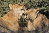 Botswana, kgalagadi grenzüberschreitender park, pflege löwin — Stockfoto