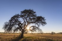 Ботсвана, Kgalagadi транскордонне парк, Калахарі, пірушип на світанку — стокове фото