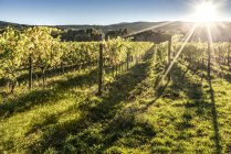 Италия, Тоскана, виноградник в подсветке — стоковое фото