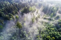 Germania, Baden-Wuerttemberg, Albo svevo, Veduta aerea di Schurwald, nebbia mattutina — Foto stock