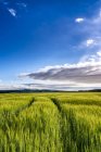 Reino Unido, Escocia, East Lothian, campo de cebada al atardecer - foto de stock