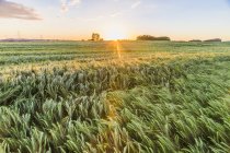 Austria, Innviertel, campo contra el sol de la mañana - foto de stock