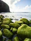 USA, Hawaii, Kauai, Na Pali Coast, overgrown stones at the beach — Stock Photo