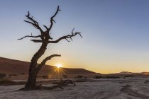 Africa, Namibia, Namib-Naukluft National Park, Deadvlei, acacia muerta en una sartén de barro - foto de stock