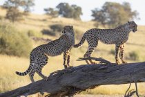 Botsuana, Parque Transfronteiriço de Kgalagadi, Cheetahs, Acinonyx Jubatus — Fotografia de Stock