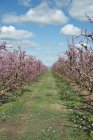 Spain, Aitona, rows of blossoming peach trees — Stock Photo