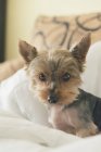 Portrait of yorkshire terrier in the bed — Stock Photo