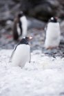 Antarctic, Antarctic Peninsula, Gentoo penguins, Pygoscelis papua — Stock Photo