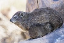 Namibia, Keetmanshoop, Rock dassie, Procavia capensis, madre e giovane animale, in allattamento — Foto stock